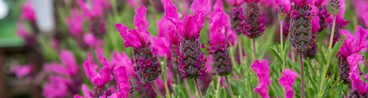 Lavender Seeds