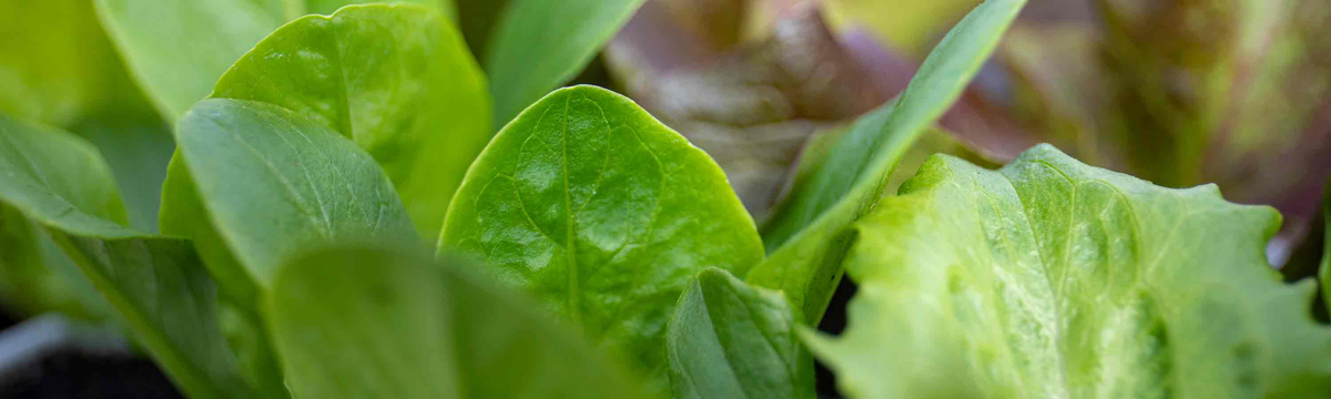 Salad Leaves & Lettuce Seeds