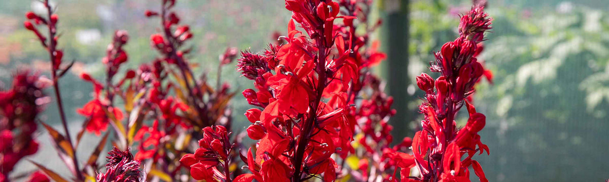 Lobelia Plants