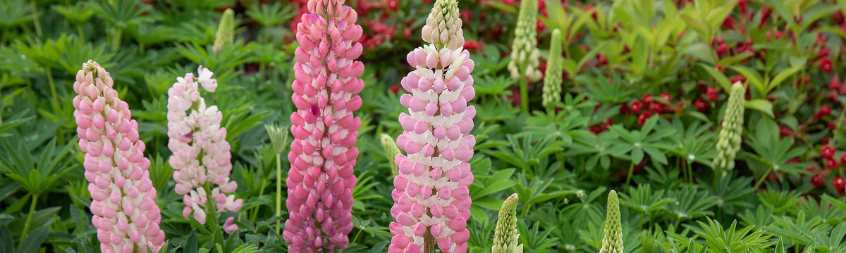 Lupin Plants