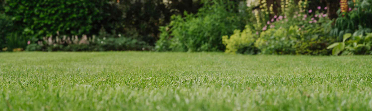 Lawn Pest Control