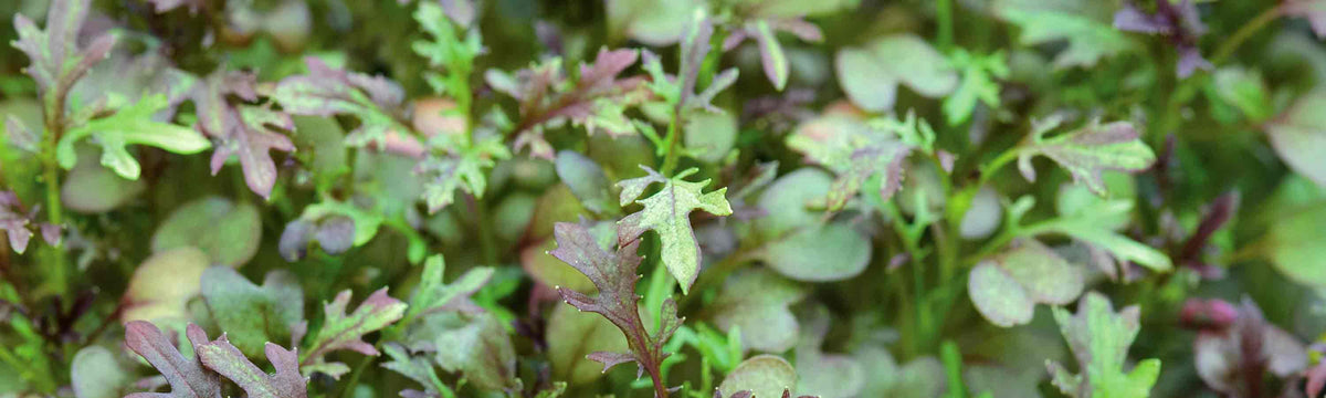 Microgreens Seeds