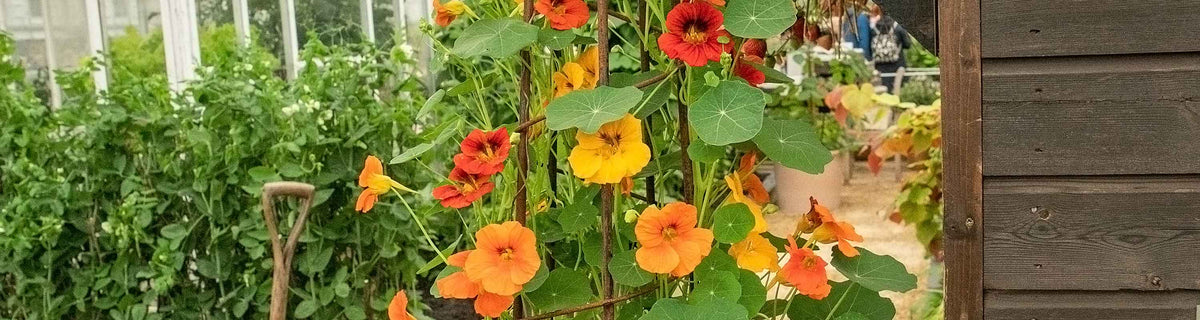 Nasturtium Seeds
