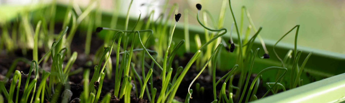 Onion Seeds