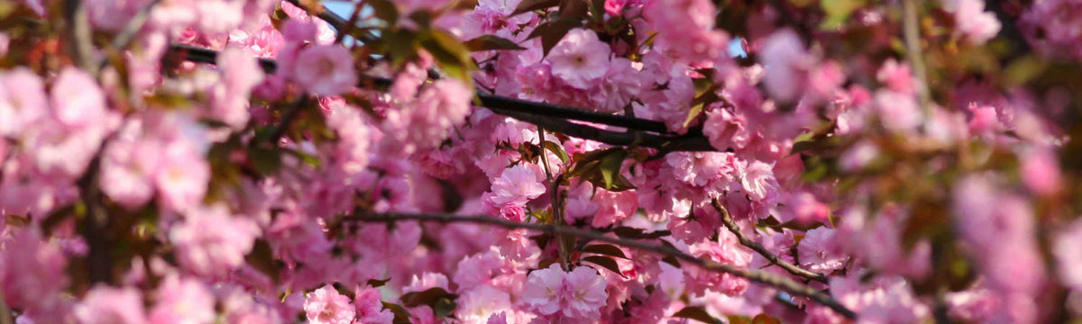 Ornamental Trees