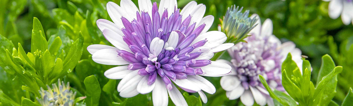 Osteospermum Plants