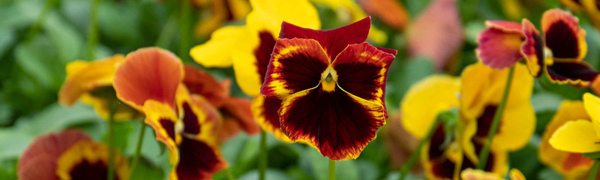Pansy Seeds
