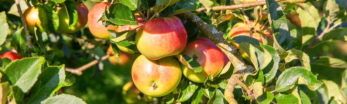 Patio Fruit Trees