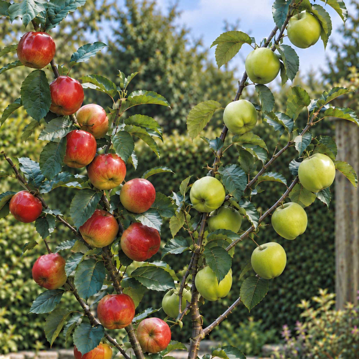 Apple Duo ‘Braeburn & Bramley’ tree with red dessert and green cooking apples growing on leafy branches in a garden.