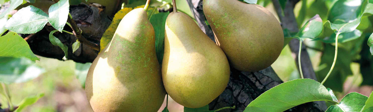 Pear Trees