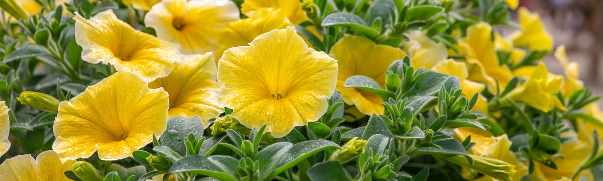 Petunia Plants
