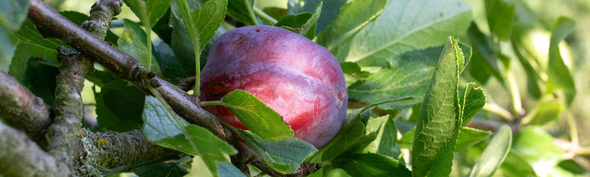 Plum & Gage Trees