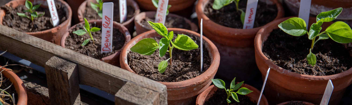 Potting & Propagation