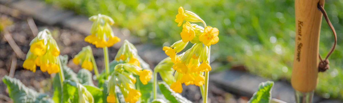 Primula 'Victoriana Golden Lace'