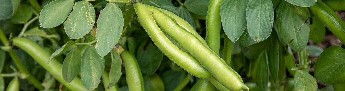 Disease Resistant Seeds
