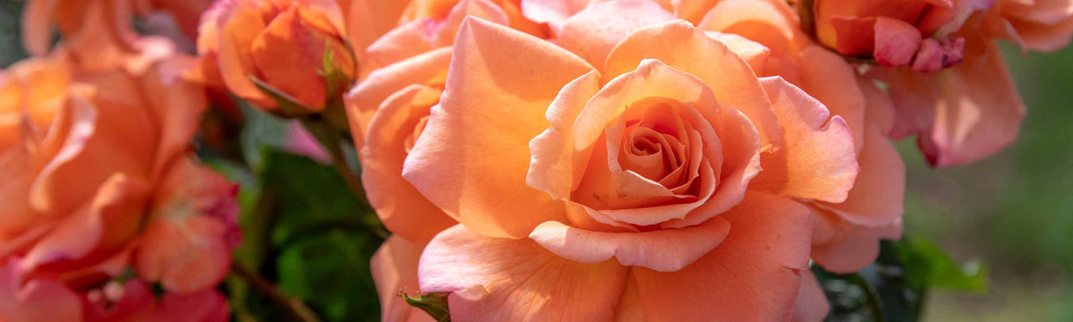 Climbing Roses