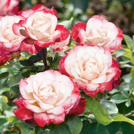 Standard Rose