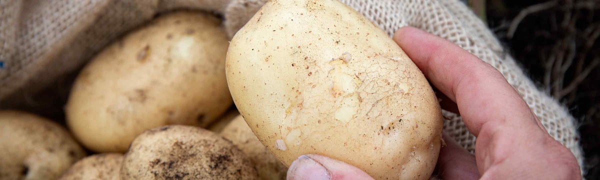 All Rounder Potato