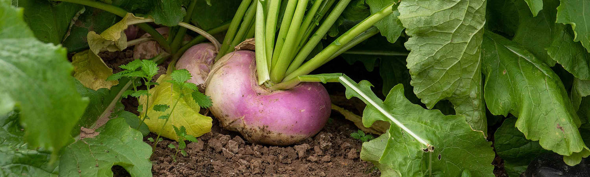 turnip in soil with hand