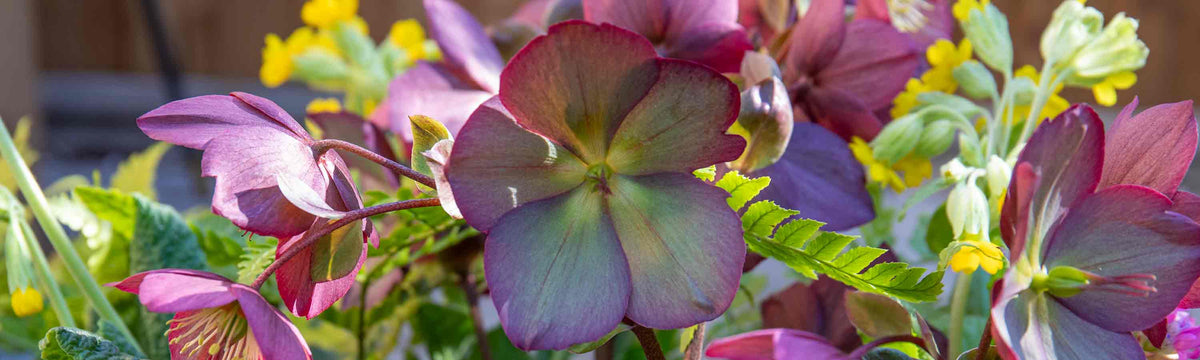 Hellebore Plants
