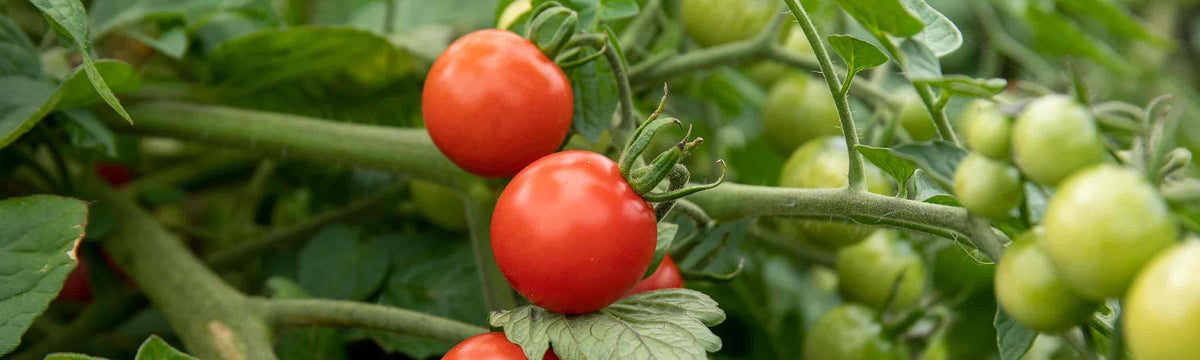 Blight Resistant Tomatoes