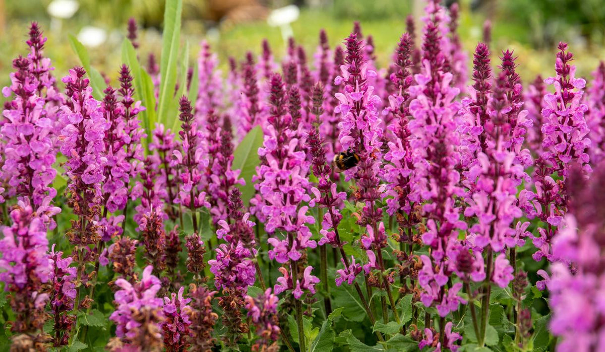 Stunning Colour