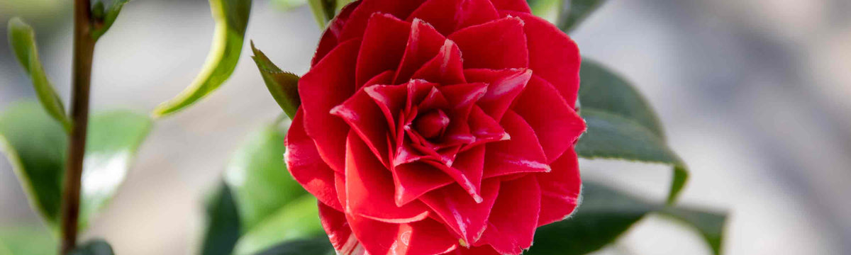 Ericaceous Plant Feeds