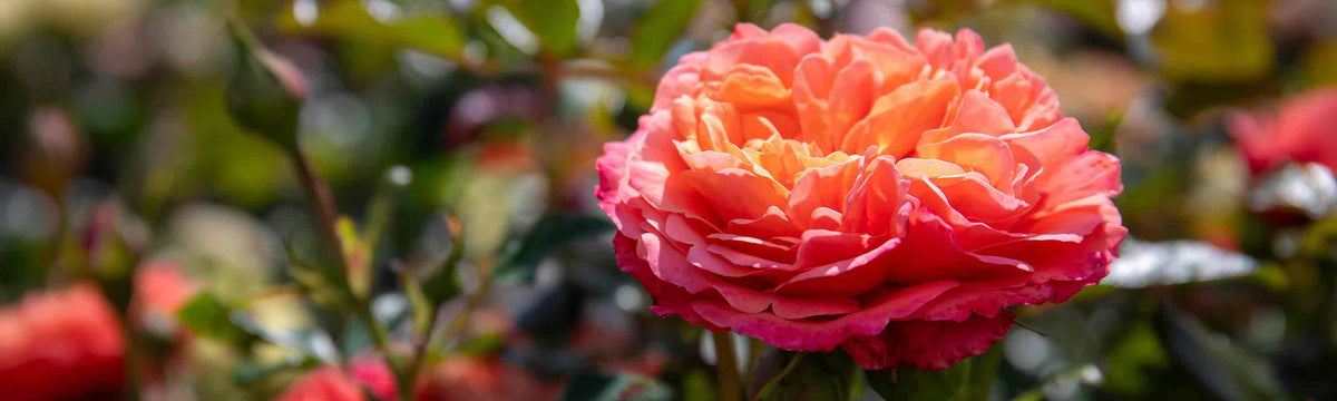 Close-up of a flowering garden rose with layered petals and green foliage, introducing our range of rose bushes, climbing roses, floribunda and hybrid tea roses.