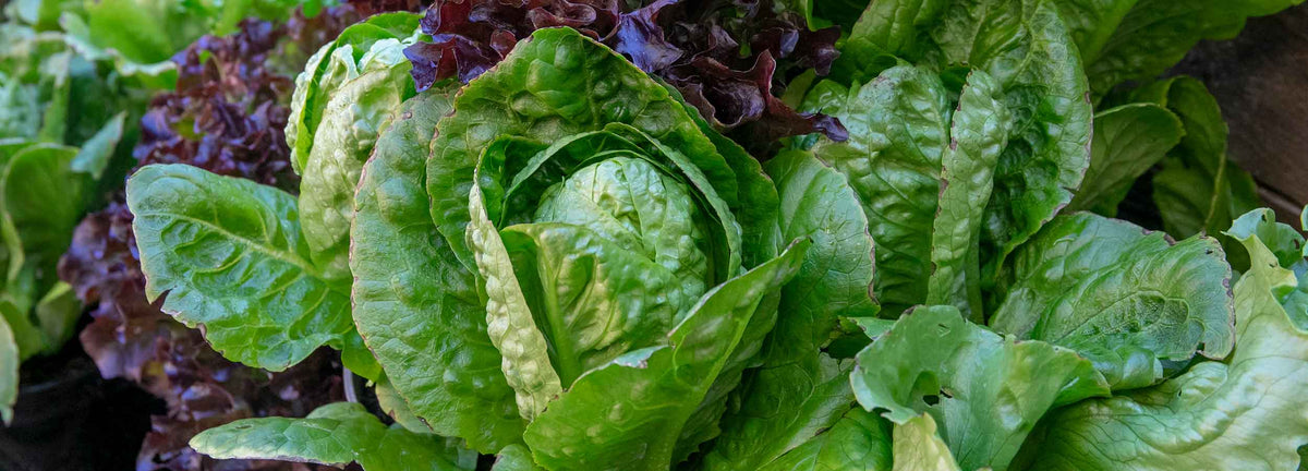 Salad Plants