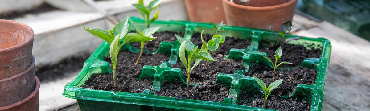 seed compost