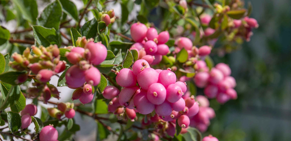 Shrubs