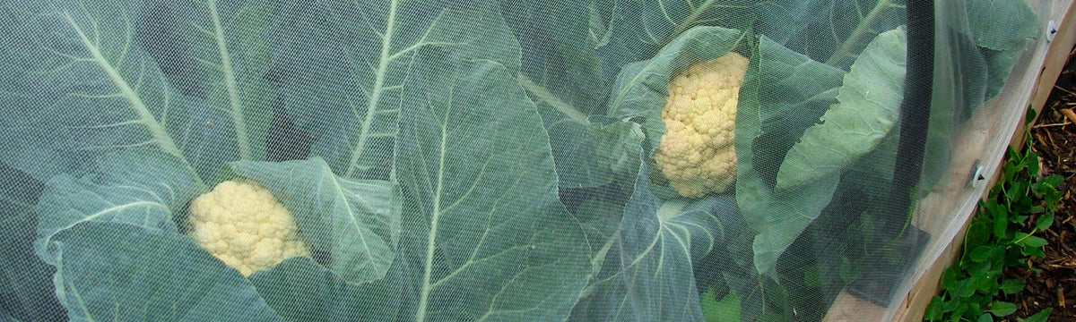 Garden Pest Control