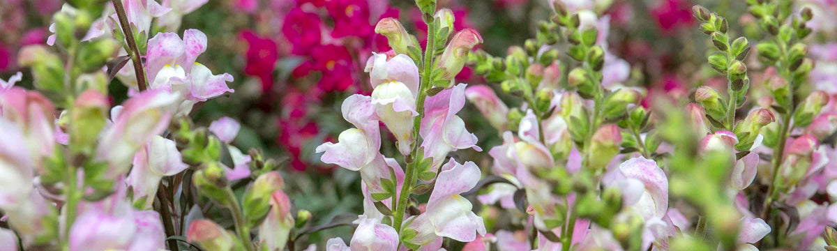 Antirrhinum Seeds