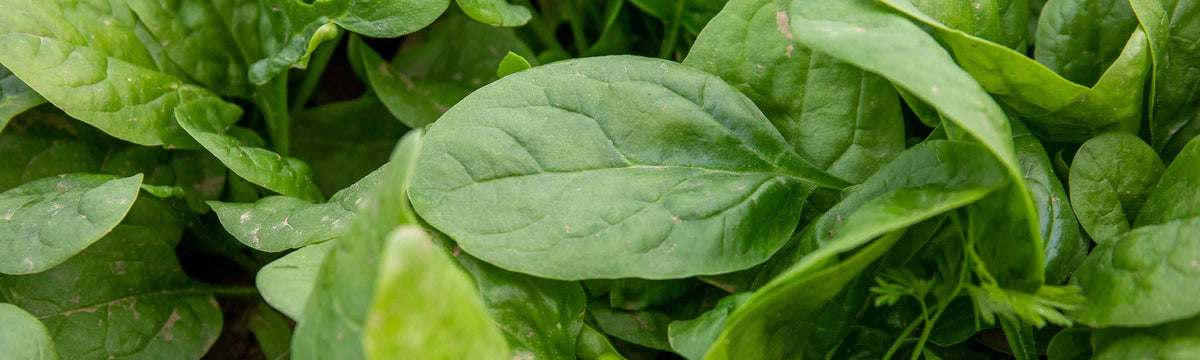 Spinach