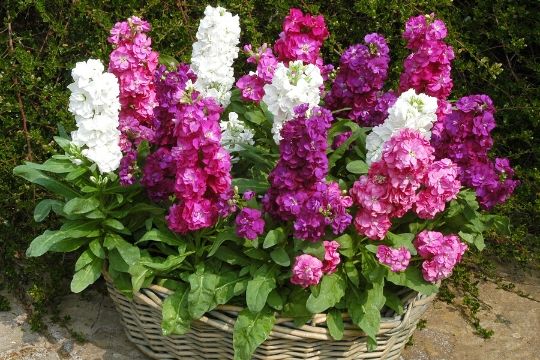 Stock Flower Seeds