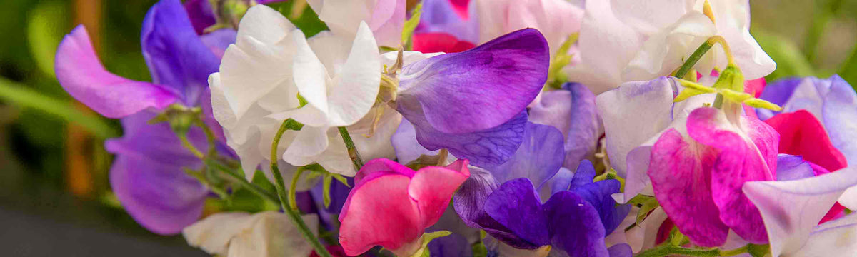 Sweet Pea Plants