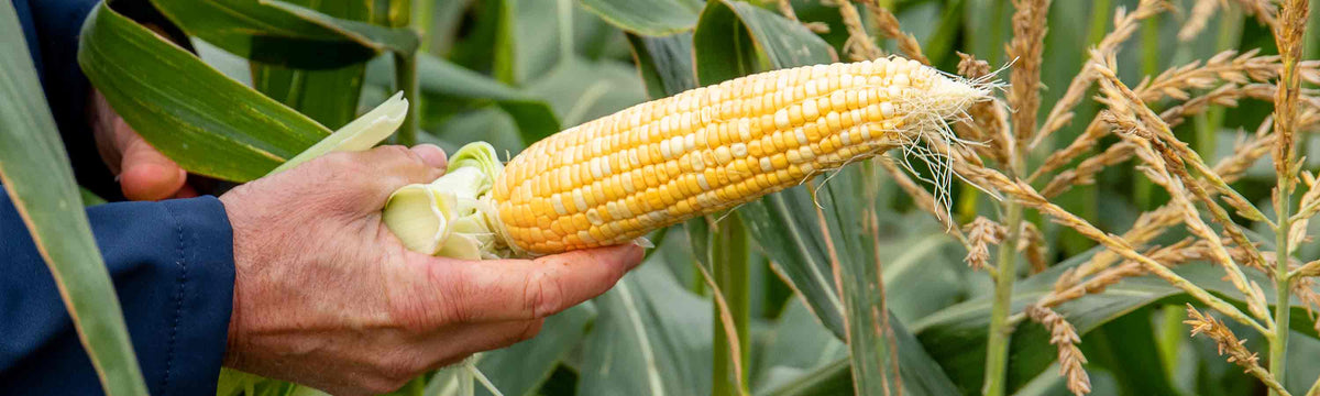 Sweetcorn Plants