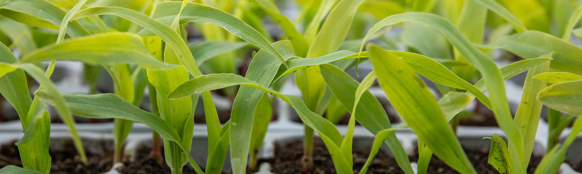 Sweetcorn Seeds