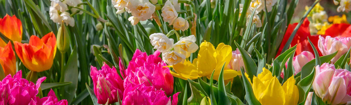 Spring Flowering Bulbs