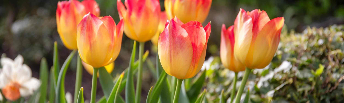 Tulip Bulbs