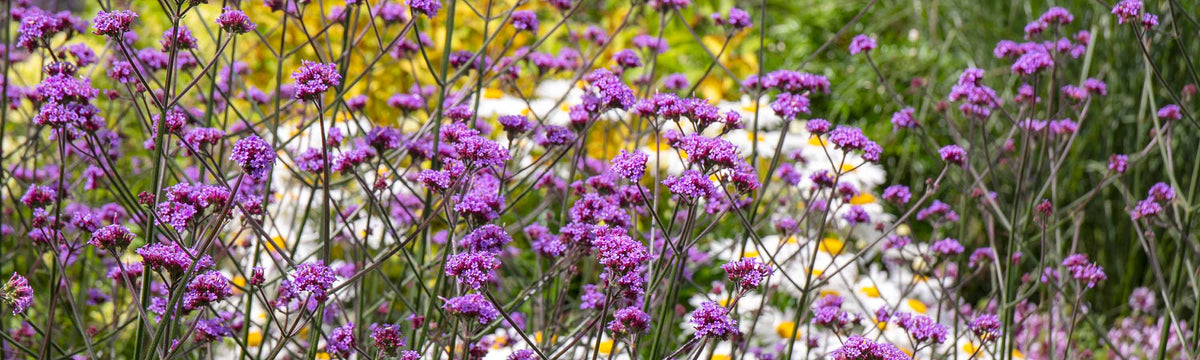 Perennial Plug Plants