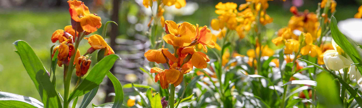 Wallflower plants