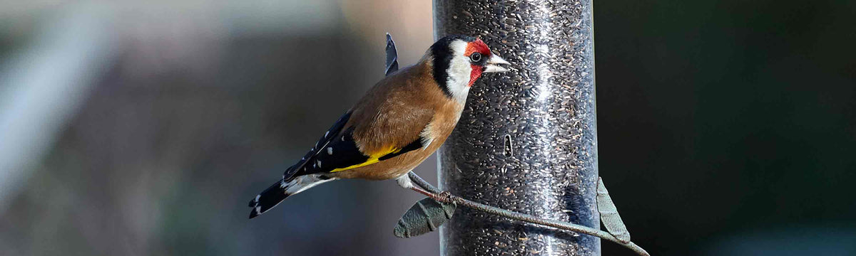 Wild Bird Straight Food