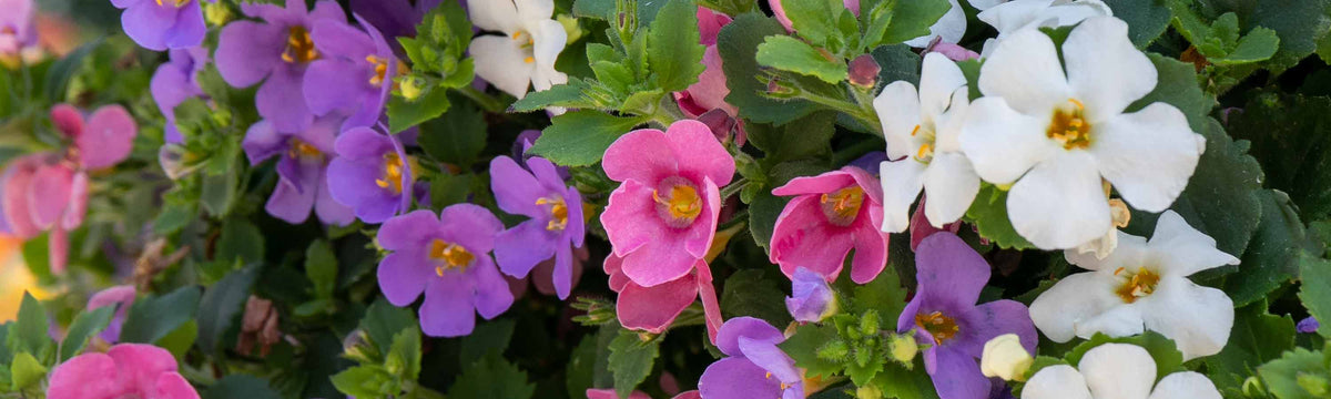 Annual & Biennial Plants