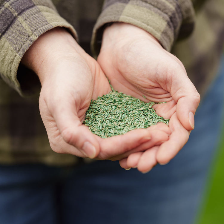 Westland PureGreen Lawn Seed