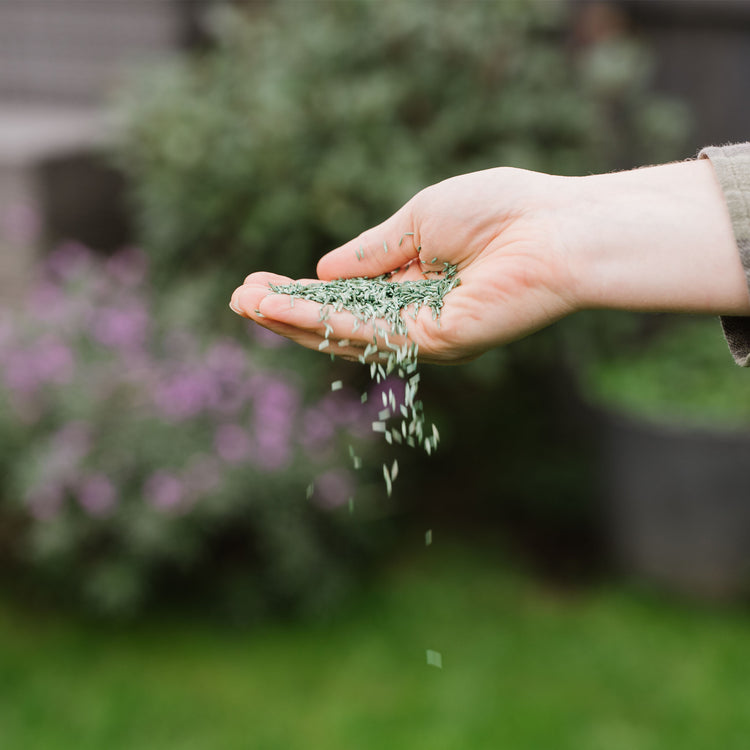 Westland PureGreen Lawn Seed