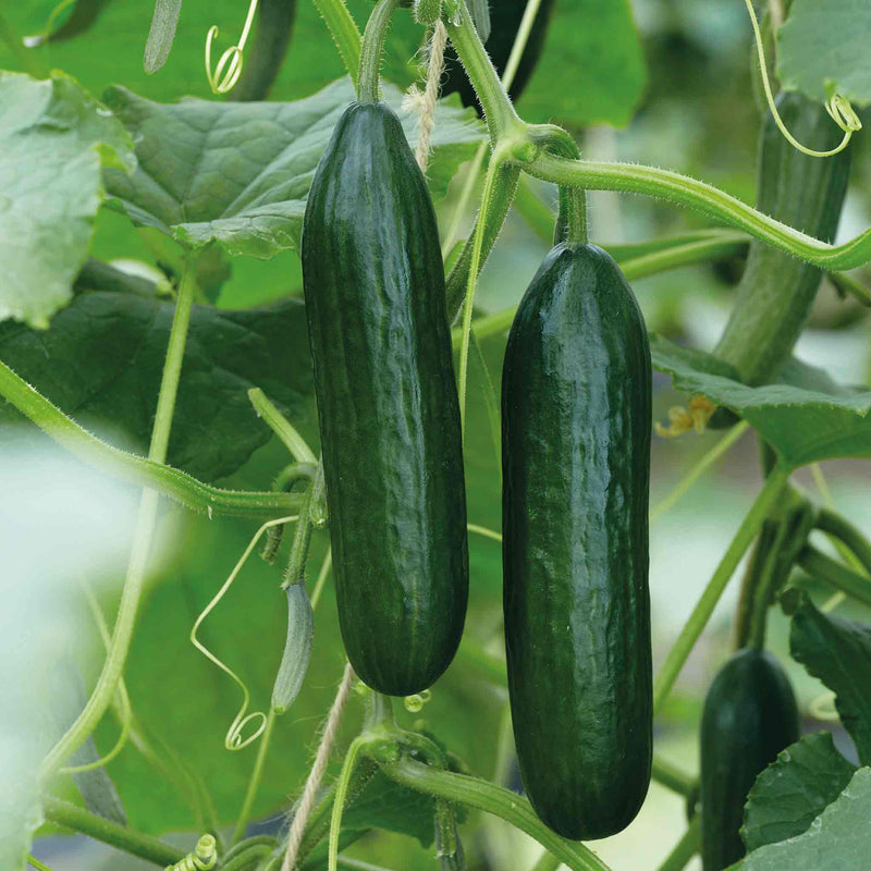 Cucumber 'Mini Muncher'