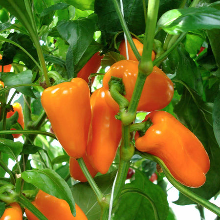 Sweet Pepper Collection 'Snackbite'