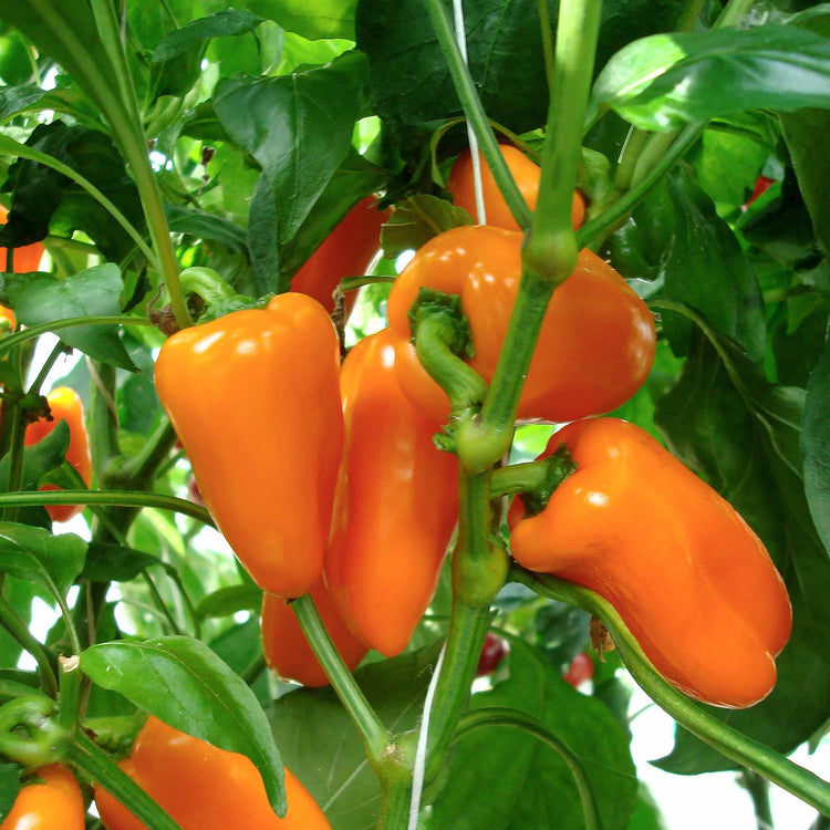 Sweet Pepper Collection 'Snackbite'