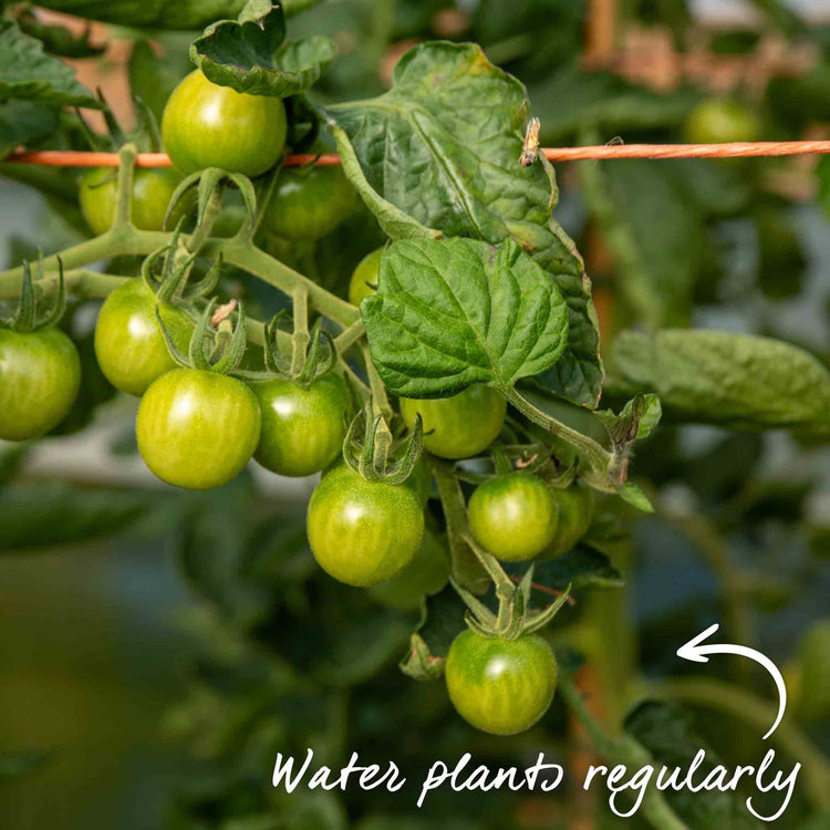 Tomato Seeds 'Sweet Success' F1